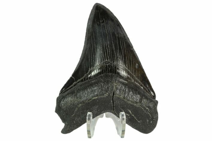 Serrated Fossil Megalodon Tooth - South Carolina #128302